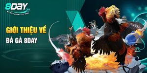 Đá Gà 8DAY là gì? Tại sao dân cược mê mẩn?